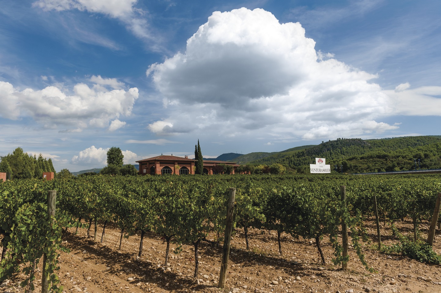 Caves Ventura Soler, Penedès Weingebiet, Katalonien