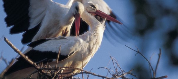 Storch in Katalonien